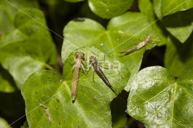 Kretawaterjuffer (Coenagrion intermedium)