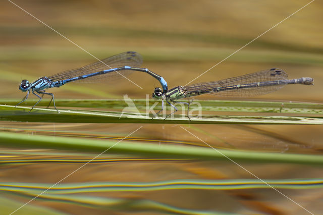 Kretawaterjuffer (Coenagrion intermedium)