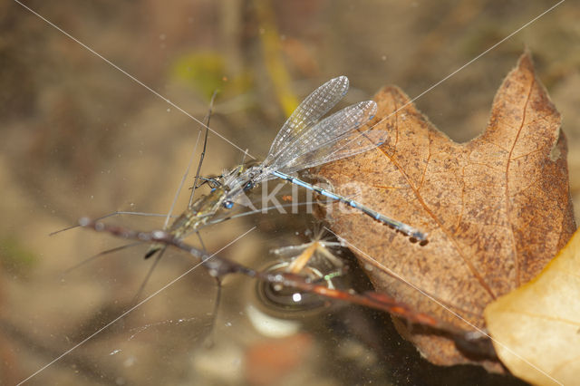 Kretawaterjuffer (Coenagrion intermedium)