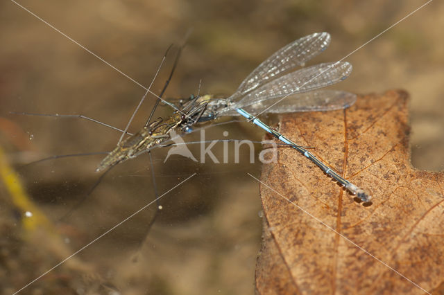 Cretan Bluet (Coenagrion intermedium)