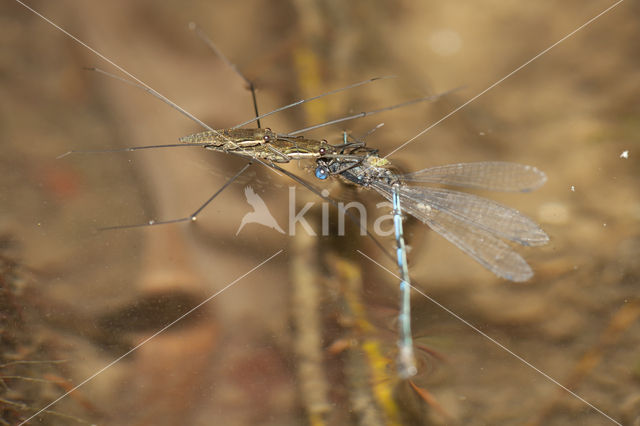 Cretan Bluet (Coenagrion intermedium)