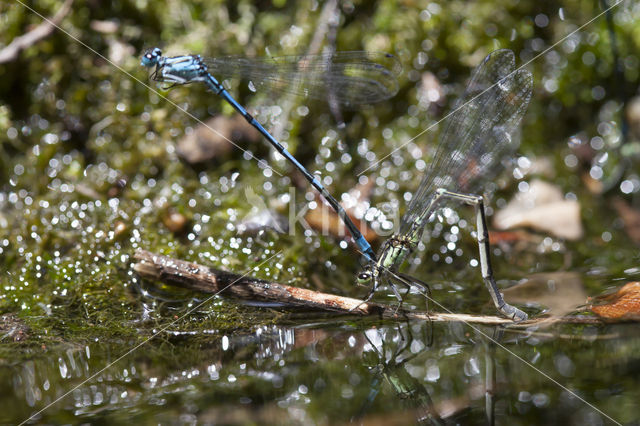 Kretawaterjuffer (Coenagrion intermedium)