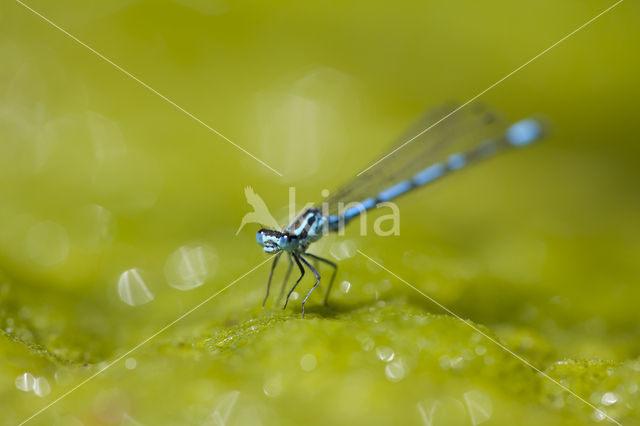 Kretawaterjuffer (Coenagrion intermedium)