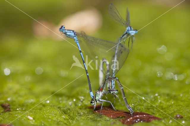 Kretawaterjuffer (Coenagrion intermedium)