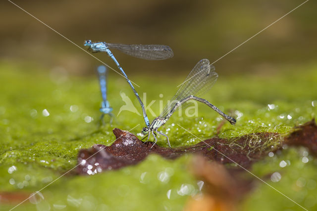 Kretawaterjuffer (Coenagrion intermedium)