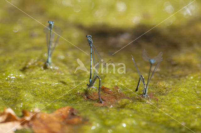 Cretan Bluet (Coenagrion intermedium)