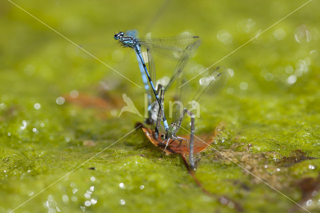 Kretawaterjuffer (Coenagrion intermedium)