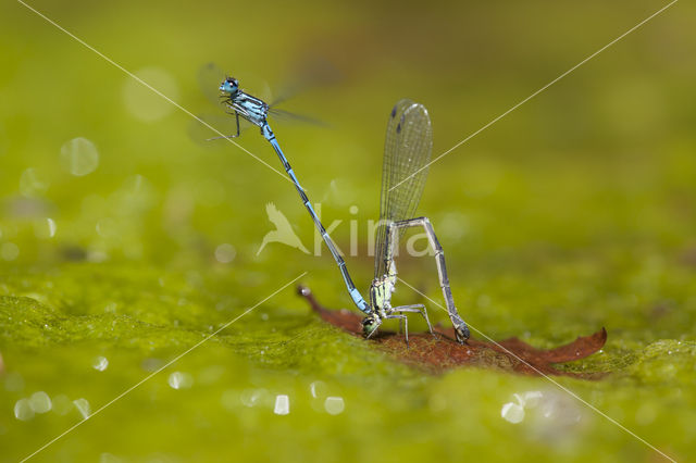 Cretan Bluet (Coenagrion intermedium)