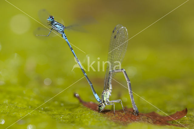 Cretan Bluet (Coenagrion intermedium)