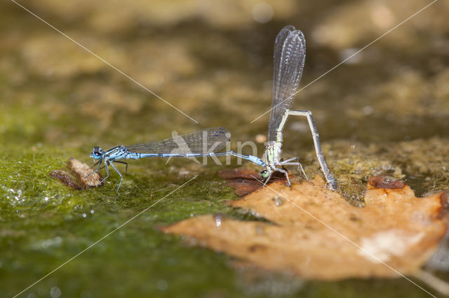 Kretawaterjuffer (Coenagrion intermedium)