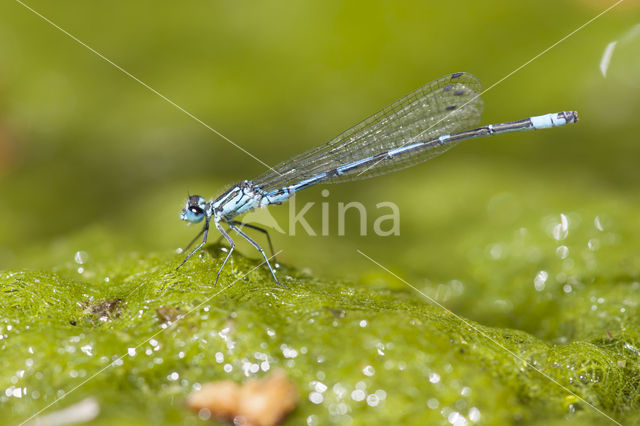 Cretan Bluet (Coenagrion intermedium)
