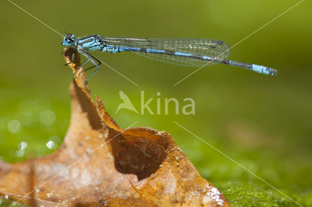 Kretawaterjuffer (Coenagrion intermedium)