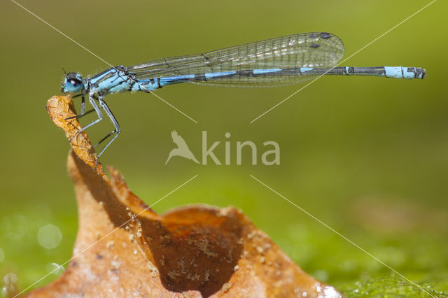 Cretan Bluet (Coenagrion intermedium)