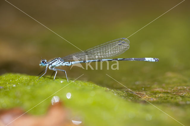 Cretan Bluet (Coenagrion intermedium)