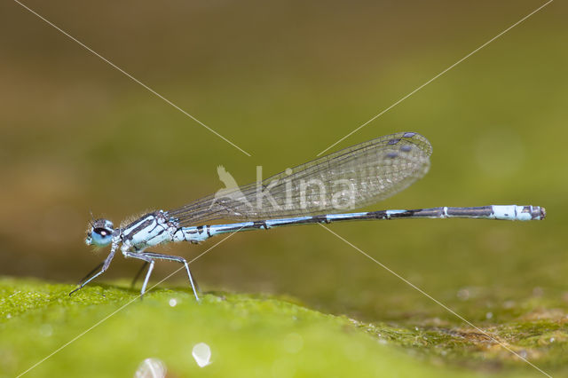 Cretan Bluet (Coenagrion intermedium)