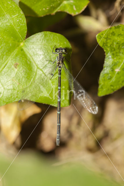 Cretan Bluet (Coenagrion intermedium)