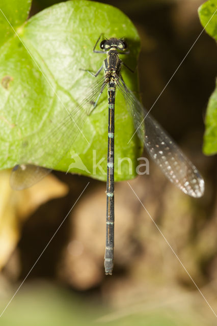 Cretan Bluet (Coenagrion intermedium)