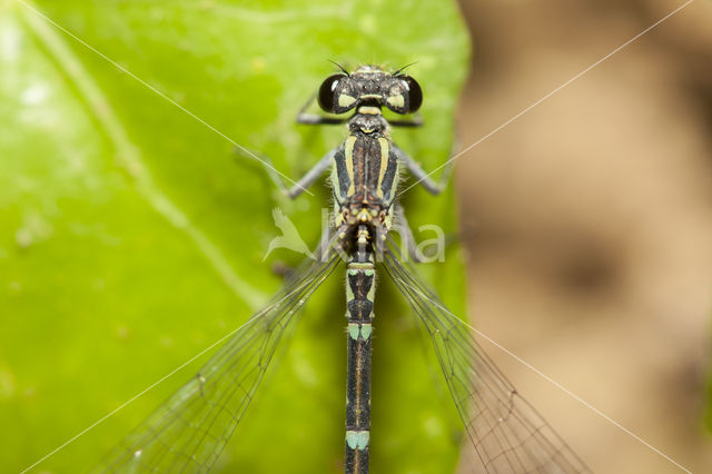 Kretawaterjuffer (Coenagrion intermedium)
