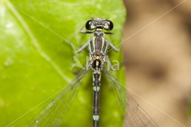 Cretan Bluet (Coenagrion intermedium)