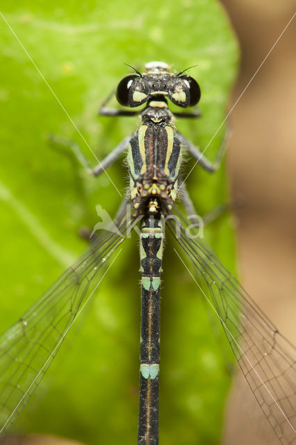 Cretan Bluet (Coenagrion intermedium)