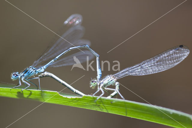 Cretan Bluet (Coenagrion intermedium)