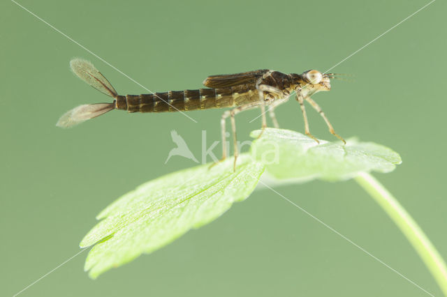 Kretawaterjuffer (Coenagrion intermedium)