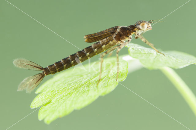 Cretan Bluet (Coenagrion intermedium)