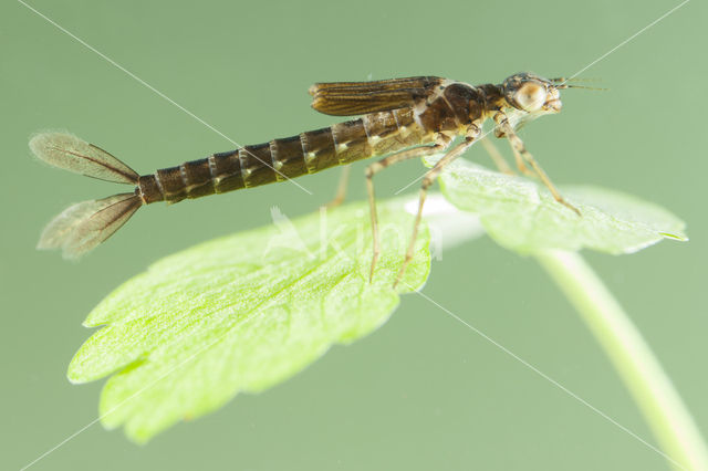 Cretan Bluet (Coenagrion intermedium)