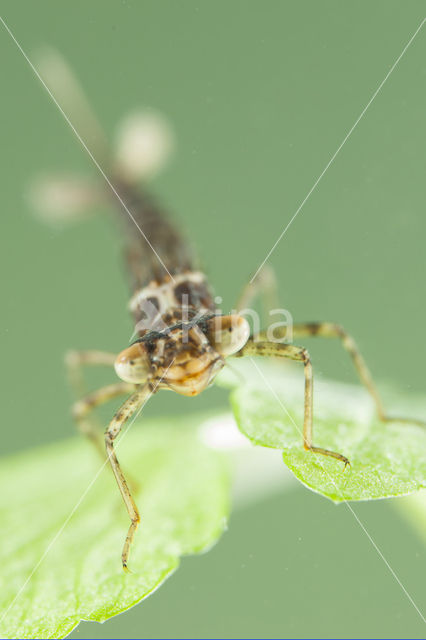 Kretawaterjuffer (Coenagrion intermedium)