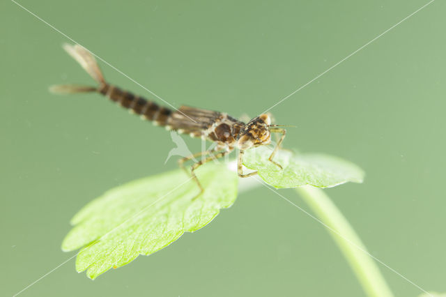 Cretan Bluet (Coenagrion intermedium)