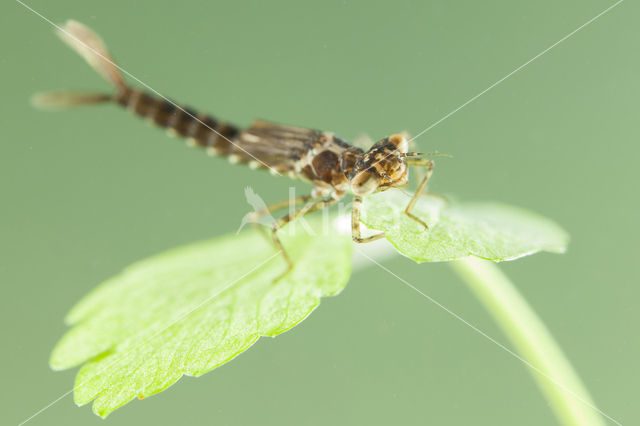 Cretan Bluet (Coenagrion intermedium)