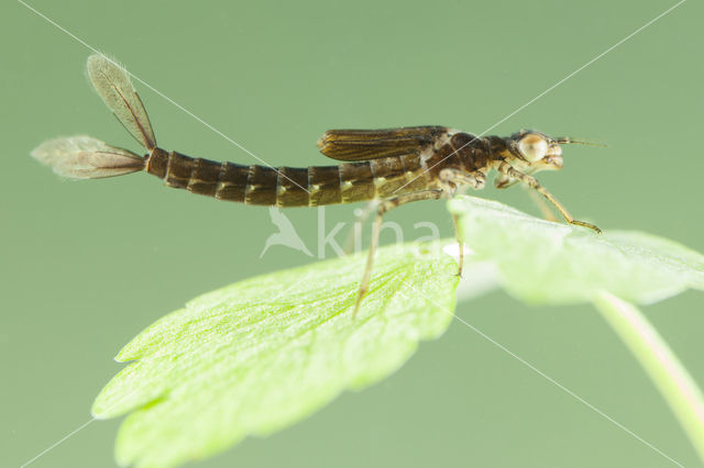 Cretan Bluet (Coenagrion intermedium)