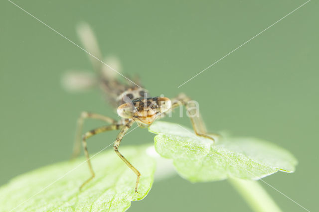 Cretan Bluet (Coenagrion intermedium)