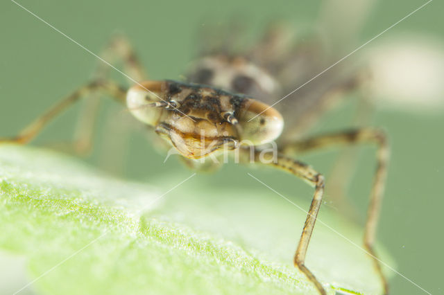 Kretawaterjuffer (Coenagrion intermedium)