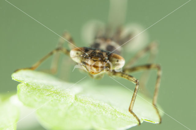 Cretan Bluet (Coenagrion intermedium)