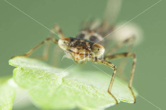 Cretan Bluet (Coenagrion intermedium)