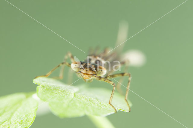 Cretan Bluet (Coenagrion intermedium)