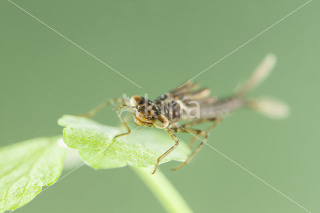 Cretan Bluet (Coenagrion intermedium)