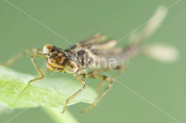 Kretawaterjuffer (Coenagrion intermedium)