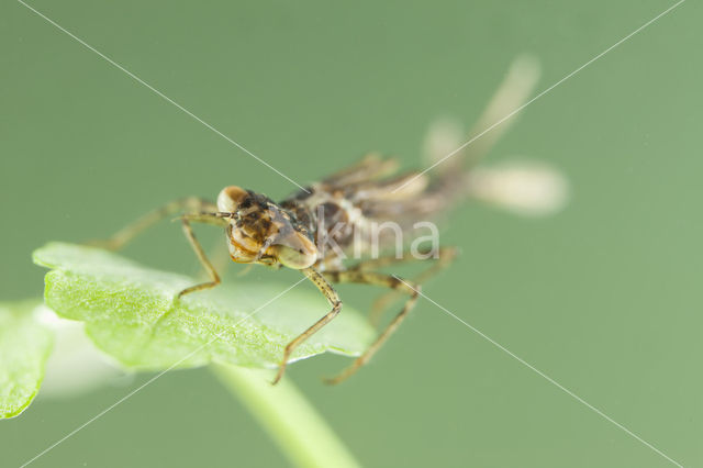 Cretan Bluet (Coenagrion intermedium)