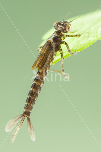 Cretan Bluet (Coenagrion intermedium)