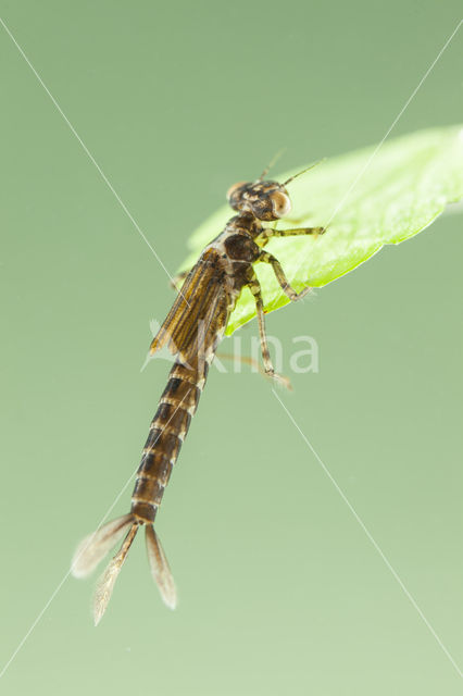 Kretawaterjuffer (Coenagrion intermedium)