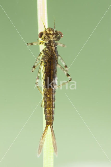 Kretawaterjuffer (Coenagrion intermedium)