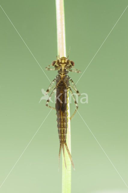 Cretan Bluet (Coenagrion intermedium)