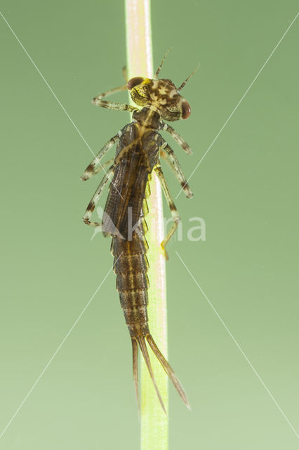 Cretan Bluet (Coenagrion intermedium)