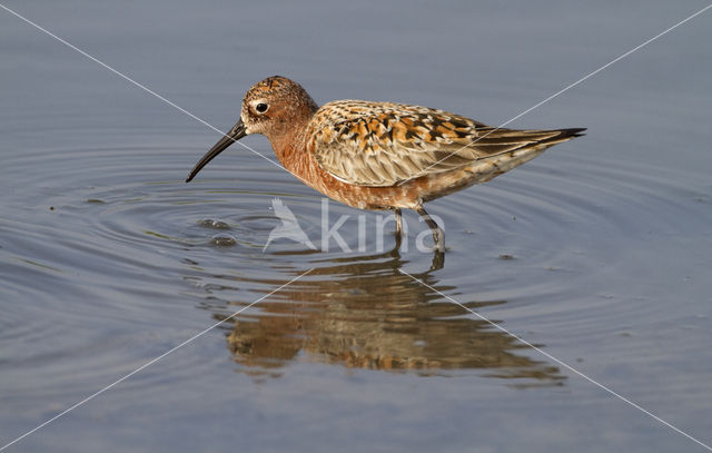 Krombekstrandloper (Calidris ferruginea)