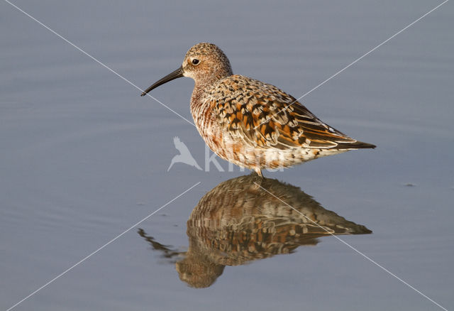 Krombekstrandloper (Calidris ferruginea)