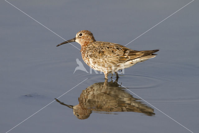 Curlew Sandpiper (Calidris ferruginea)