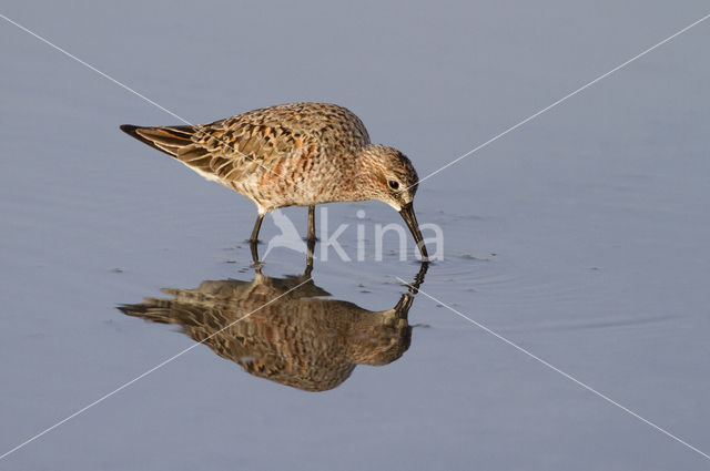 Krombekstrandloper (Calidris ferruginea)