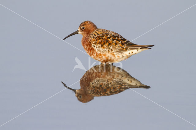 Curlew Sandpiper (Calidris ferruginea)